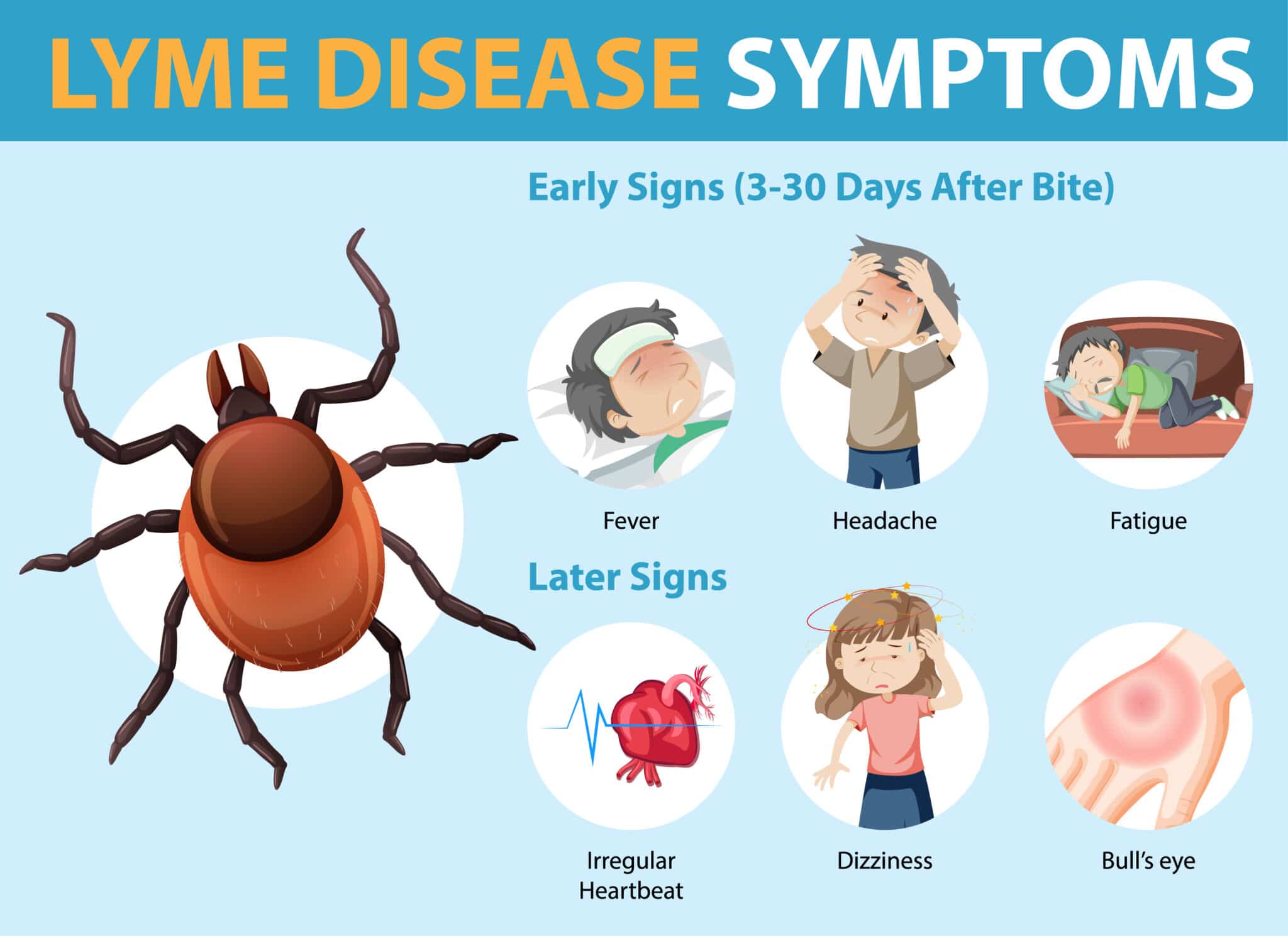 Lyme disease symptoms, causes and treatment